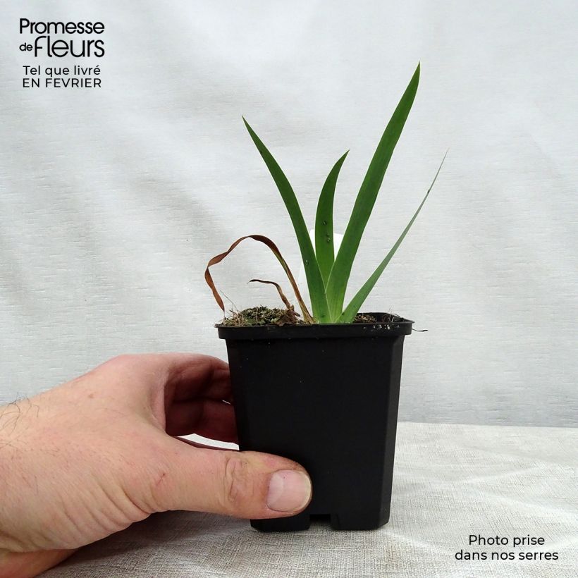 Exemplar von Iris chrysographes Black Knight - Goldstreifen-Schwertlilie Kleine Töpfe von 8/9 cm wie im Winter geliefert