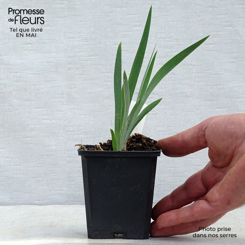 Exemplar von Iris chrysographes Black Knight - Goldstreifen-Schwertlilie Kleine Töpfe von 8/9 cm wie im Frühjahr geliefert