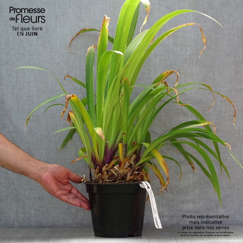 Exemplar von Iris confusa Martyn Rix - Bambusiris Topf mit 3L/4L wie im Sommer geliefert