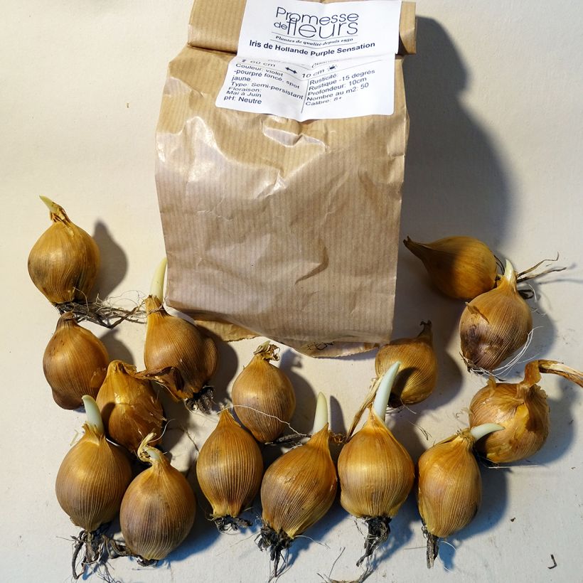 Beispiel eines Exemplars von Iris hollandica Purple Sensation - Holländische Schwertlilie Zwiebel Kaliber/Größe 8+ wie geliefert