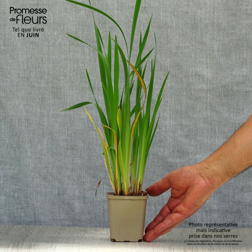 Exemplar von Iris sibirica Blue King - Sibirische Schwertlilie Kleine Töpfe von 8/9 cm wie im Sommer geliefert