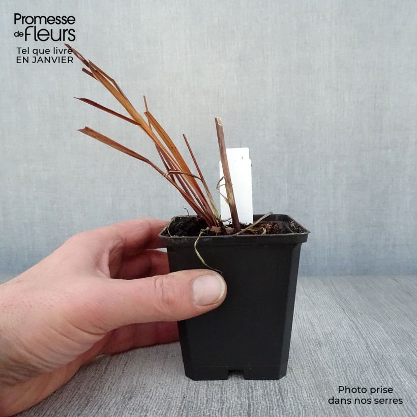 Exemplar von Iris sibirica Caesar's Brother - Sibirische Schwertlilie Kleine Töpfe von 8/9 cm wie im Winter geliefert