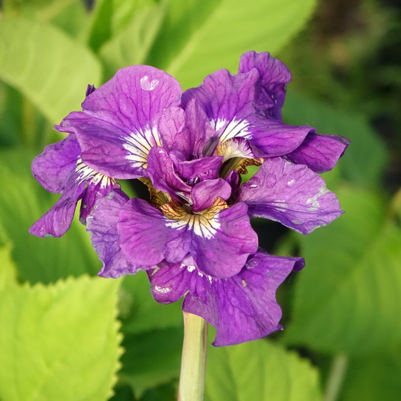 Iris sibirica Double Standard - Sibirische Schwertlilie (Blüte)
