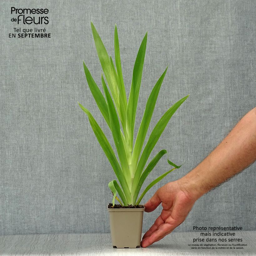 Exemplar von Belamcanda chinensis - Leopardenblume Kleine Töpfe von 8/9 cm wie im Herbst geliefert