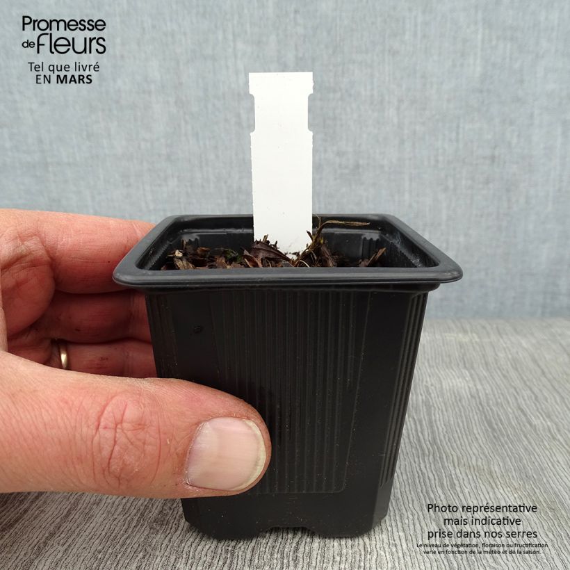 Exemplar von Iris ensata Crystal Halo - Japanische Schwertlilie Kleine Töpfe von 8/9 cm wie im Winter geliefert