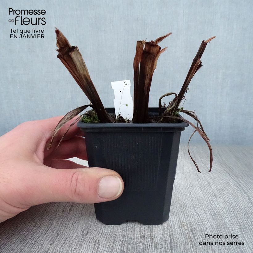 Exemplar von Iris ensata Dainagon - Japanische Schwertlilie Kleine Töpfe von 8/9 cm wie im Winter geliefert