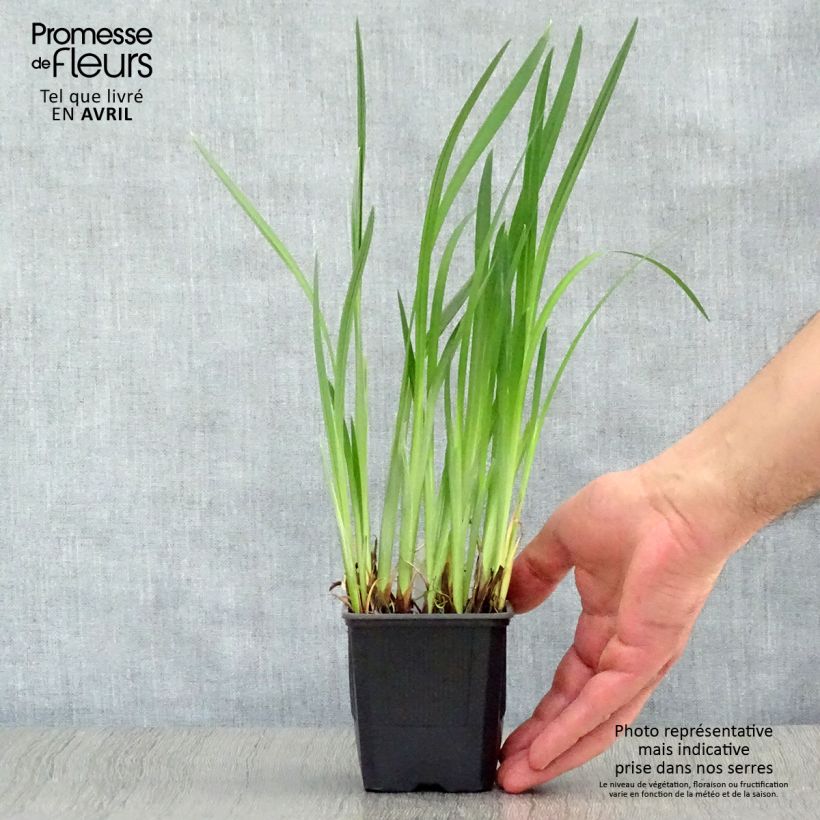 Exemplar von Iris ensata Dainagon - Japanische Schwertlilie Kleine Töpfe von 8/9 cm wie im Frühjahr geliefert