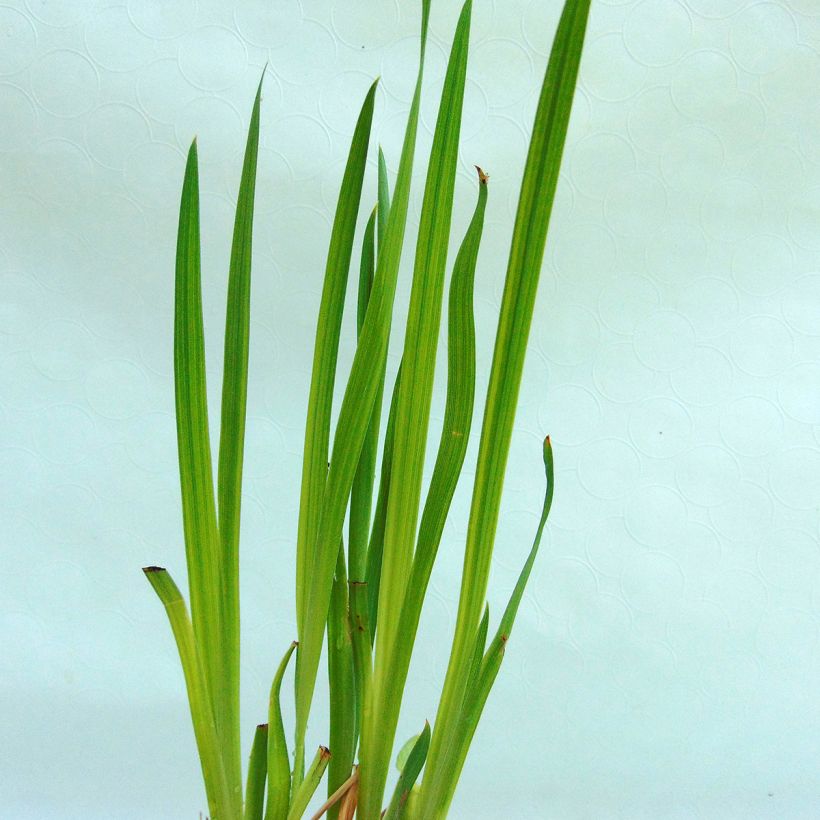 Iris ensata Iedo Mishiski - Japanische Schwertlilie (Laub)