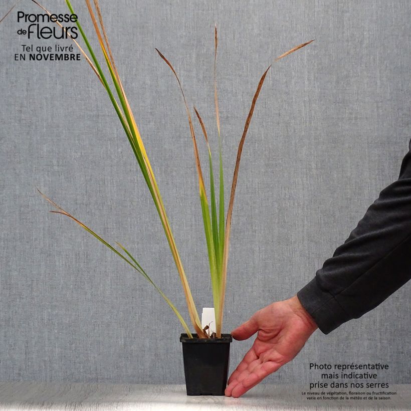 Exemplar von Iris ensata Météor - Japanische Schwertlilie Kleine Töpfe von 8/9 cm wie im Herbst geliefert