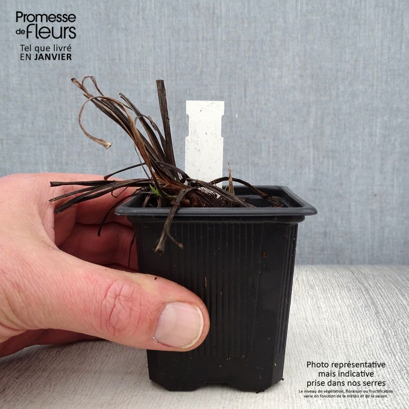 Exemplar von Iris ensata Rose Queen - Japanische Schwertlilie Kleine Töpfe von 8/9 cm wie im Winter geliefert