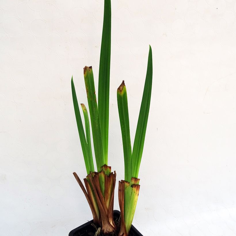 Iris ensata Sensation - Japanische Schwertlilie (Laub)