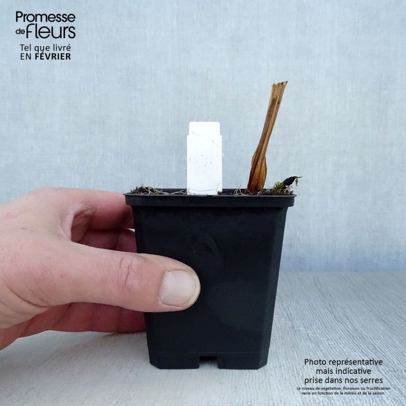 Exemplar von Iris ensata Variegata - Japanische Schwertlilie Kleine Töpfe von 8/9 cm wie im Winter geliefert