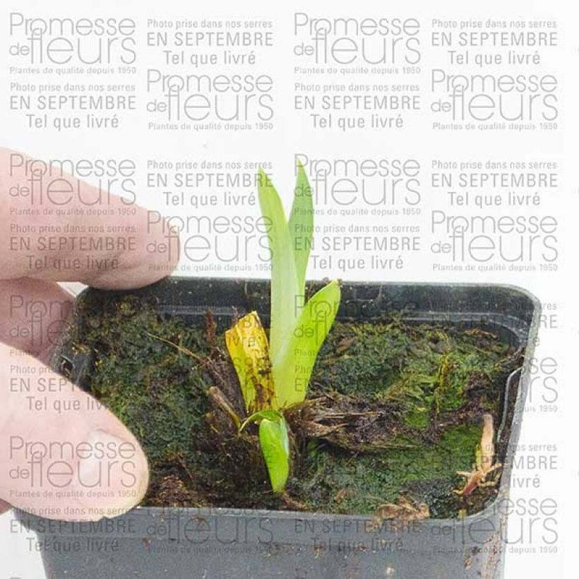 Beispiel eines Exemplars von Iris ensata Sensation - Japanische Schwertlilie Kleine Töpfe von 8/9 cm wie geliefert
