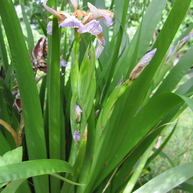 Iris foetidissima - Stinkende Schwertlilie (Laub)