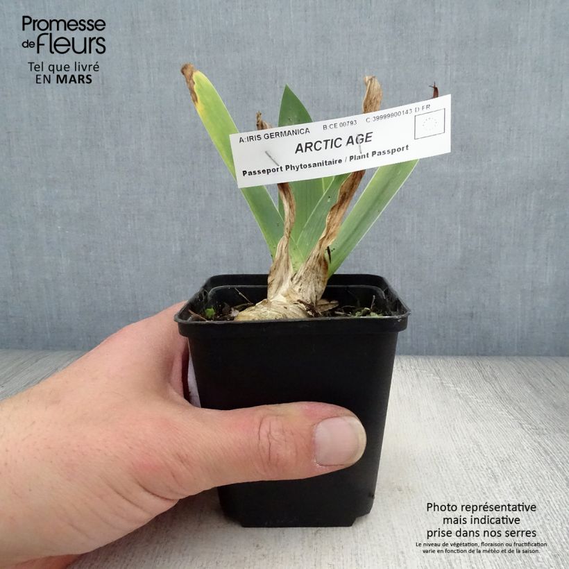 Exemplar von Iris Arctic Age - Schwertlilie Kleine Töpfe von 8/9 cm wie im Frühjahr geliefert