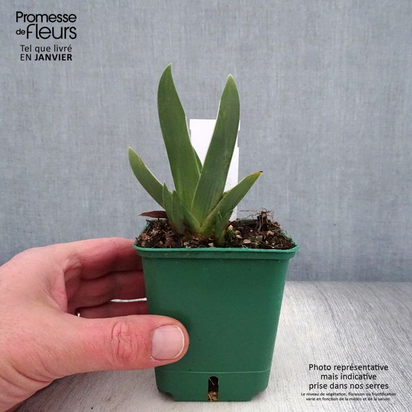 Exemplar von Iris Arpège - Schwertlilie Kleine Töpfe von 8/9 cm wie im Winter geliefert