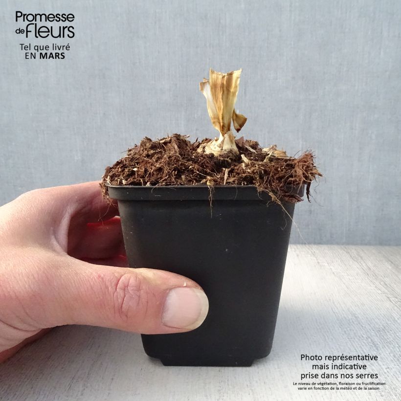 Exemplar von Iris Blenheim Royal - Schwertlilie Kleine Töpfe von 8/9 cm wie im Frühjahr geliefert