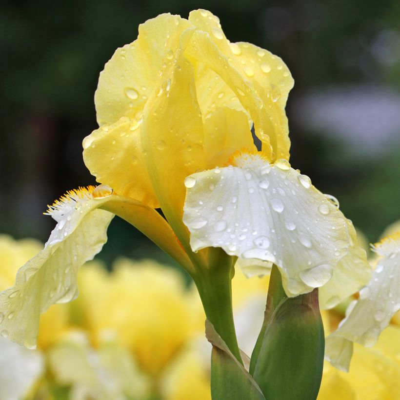 Iris Blessed Again - Schwertlilie (Blüte)