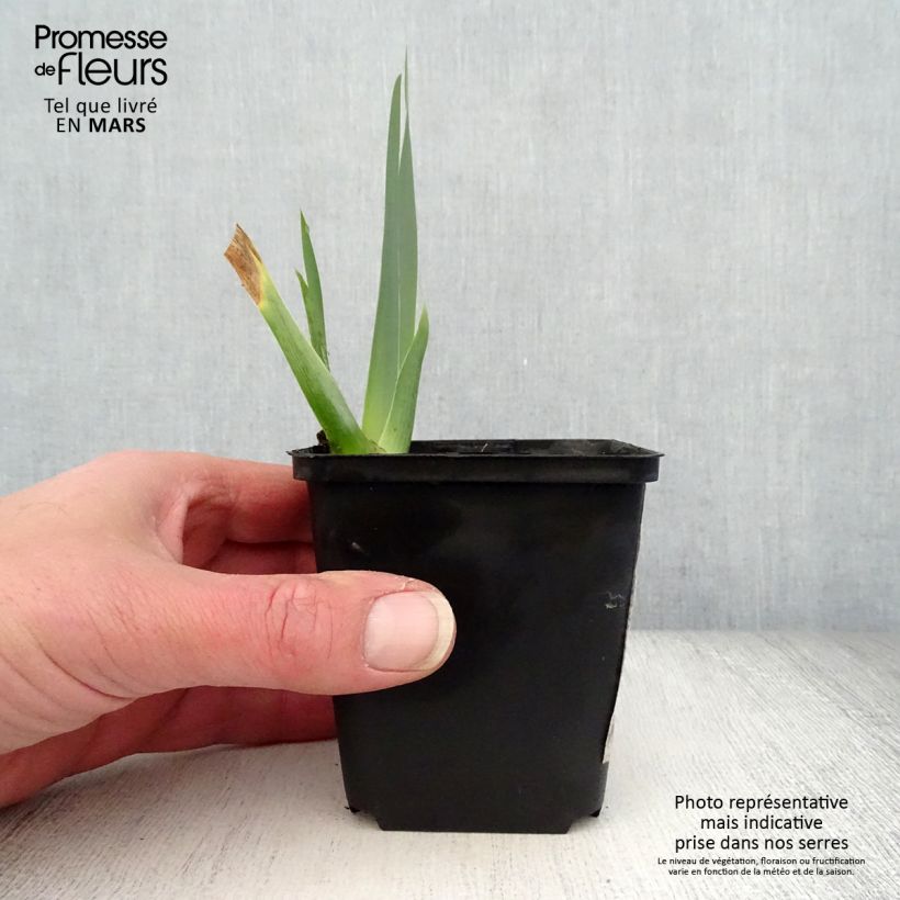 Exemplar von Iris Brin de Folie - Schwertlilie Kleine Töpfe von 8/9 cm wie im Frühjahr geliefert