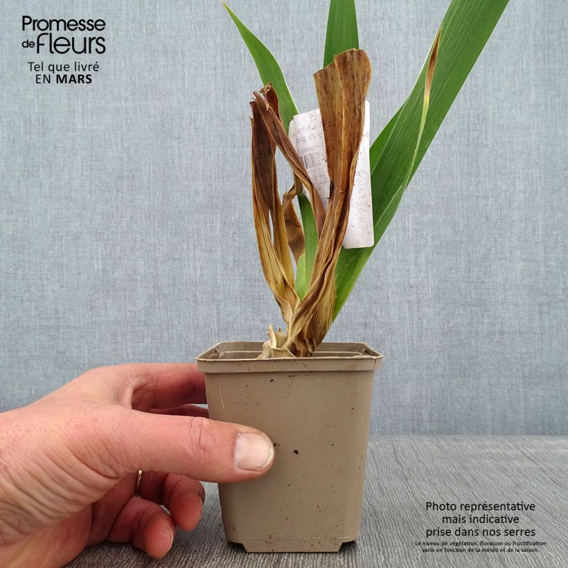 Exemplar von Iris Burnt Toffee - Schwertlilie Kleine Töpfe von 8/9 cm wie im Winter geliefert
