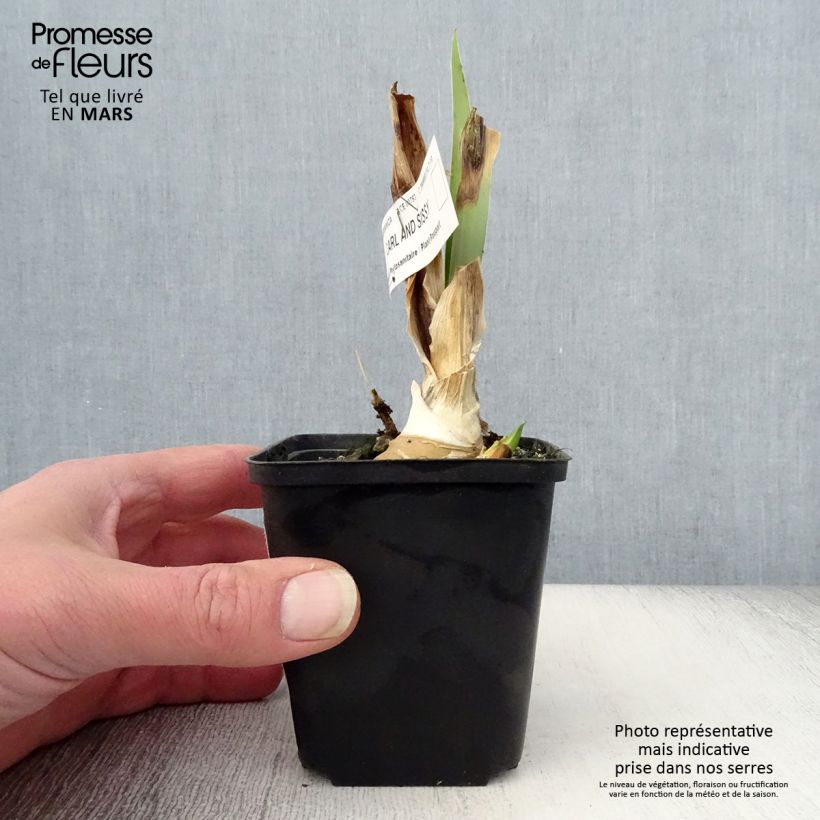 Exemplar von Iris Carl and Sissy - Schwertlilie Kleine Töpfe von 8/9 cm wie im Frühjahr geliefert