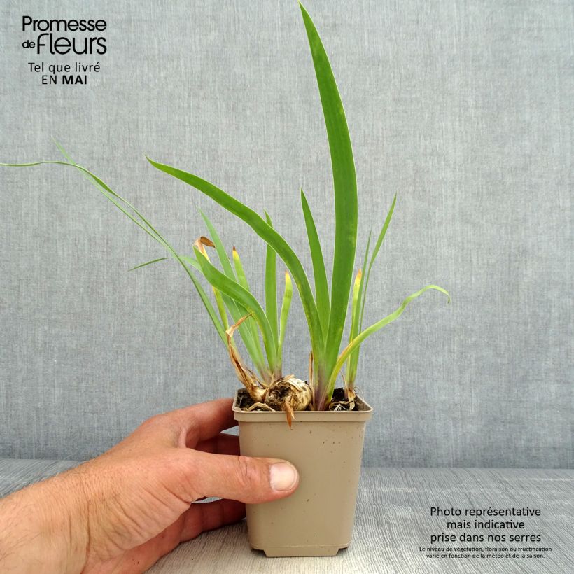 Exemplar von Iris Chelsea Bleu - Schwertlilie Kleine Töpfe von 8/9 cm wie im Frühjahr geliefert