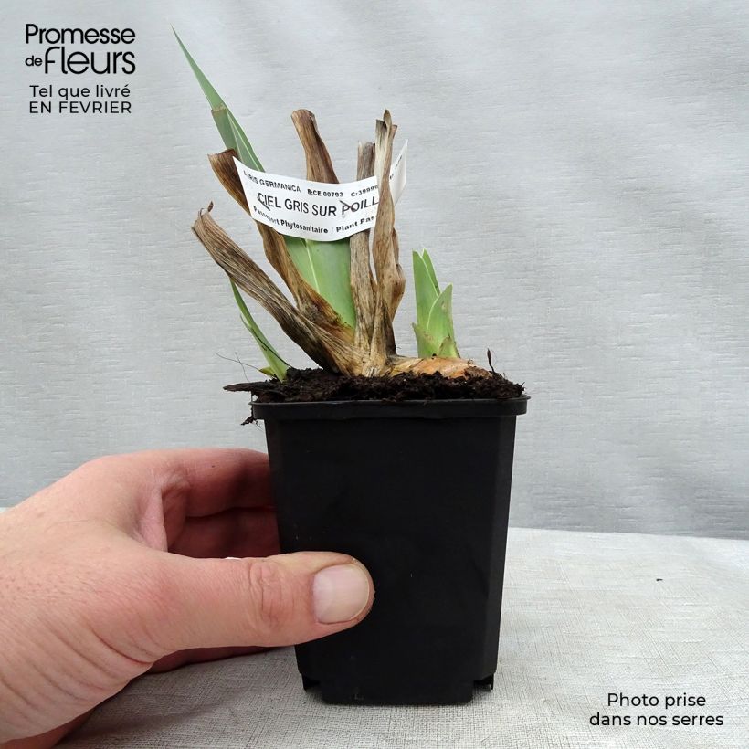 Exemplar von Iris Ciel Gris sur Poilly - Schwertlilie Kleine Töpfe von 8/9 cm wie im Winter geliefert