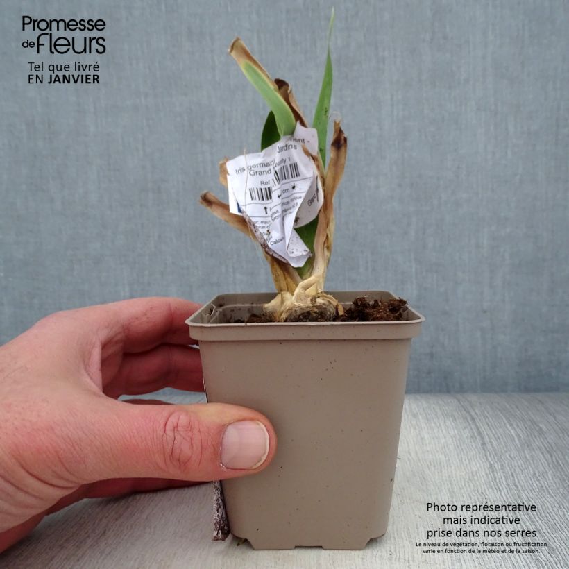 Exemplar von Iris Déguisement - Schwertlilie Kleine Töpfe von 8/9 cm wie im Winter geliefert