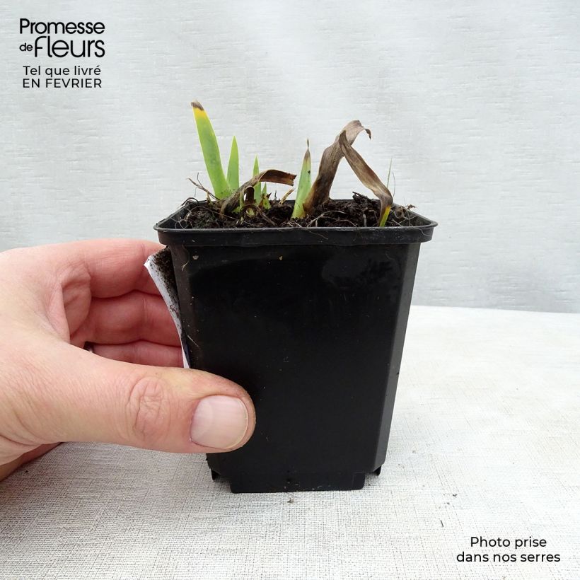 Exemplar von Iris Devil Baby - Schwertlilie Kleine Töpfe von 8/9 cm wie im Winter geliefert