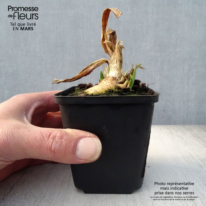 Exemplar von Iris Devil Baby - Schwertlilie Kleine Töpfe von 8/9 cm wie im Frühjahr geliefert