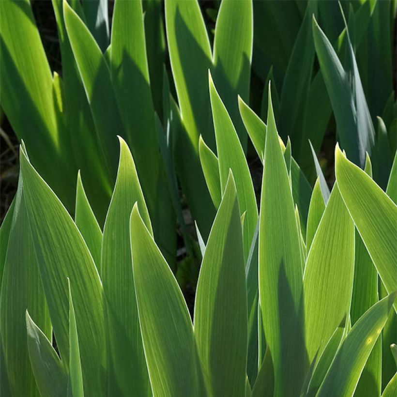 Iris Drama Queen - Schwertlilie (Laub)