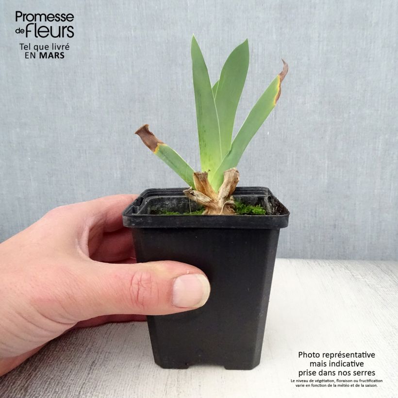 Exemplar von Iris Edith Wolford - Schwertlilie Kleine Töpfe von 8/9 cm wie im Frühjahr geliefert