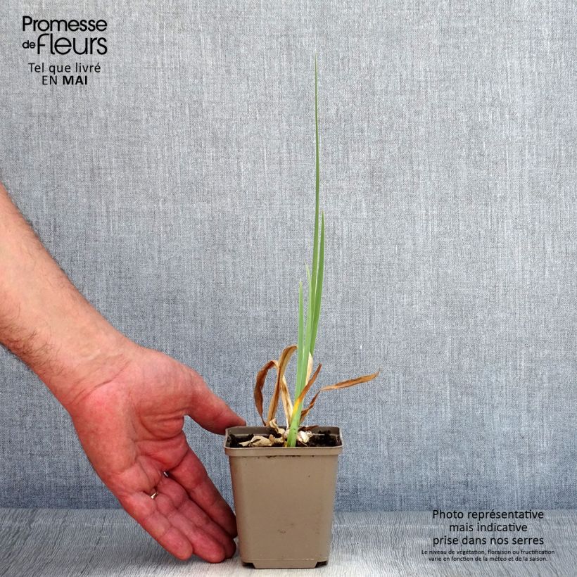 Exemplar von Iris En Ebullition - Schwertlilie Kleine Töpfe von 8/9 cm wie im Frühjahr geliefert