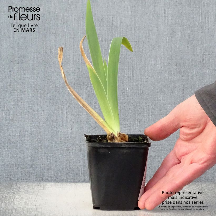 Exemplar von Iris Frison-Roche - Schwertlilie Kleine Töpfe von 8/9 cm wie im Frühjahr geliefert