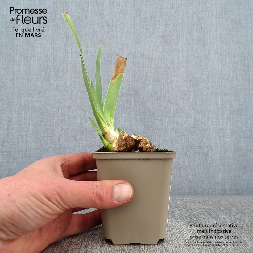 Exemplar von Iris Galopade - Schwertlilie Kleine Töpfe von 8/9 cm wie im Winter geliefert