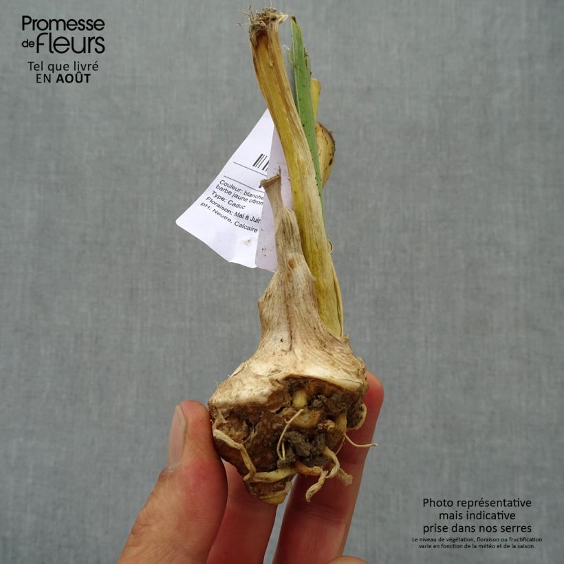 Exemplar von Iris Glacier - Schwertlilie Kleine Töpfe von 8/9 cm wie im Sommer geliefert