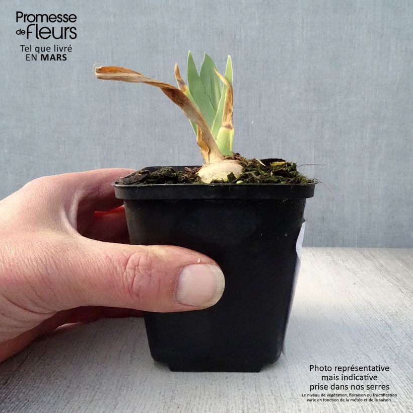 Exemplar von Iris Irisades - Schwertlilie Kleine Töpfe von 8/9 cm wie im Frühjahr geliefert