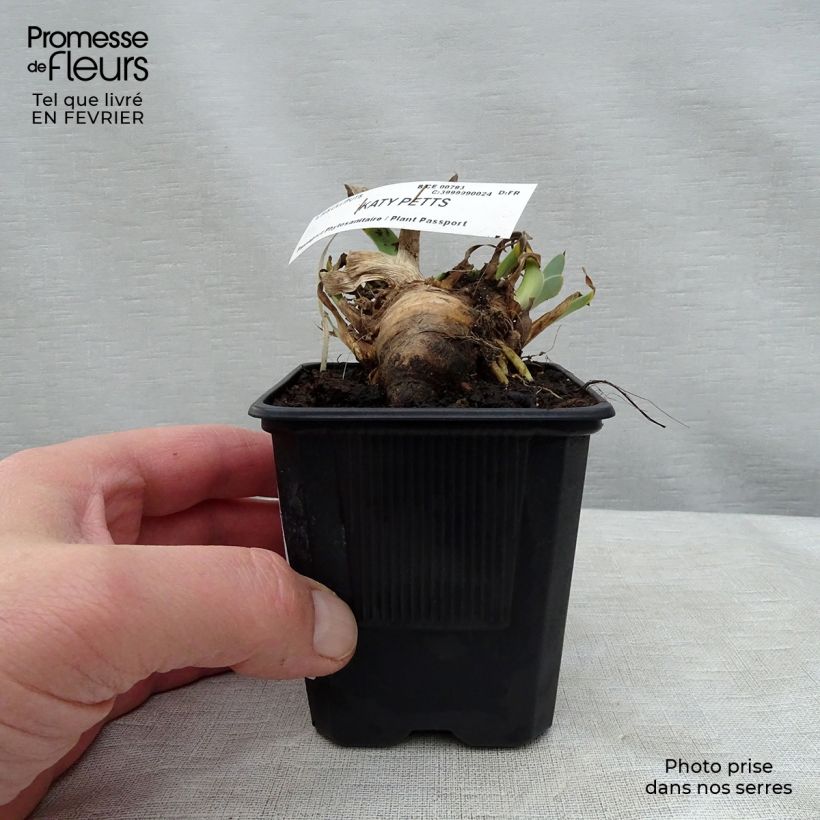 Exemplar von Iris Katty Petts - Schwertlilie Kleine Töpfe von 8/9 cm wie im Winter geliefert