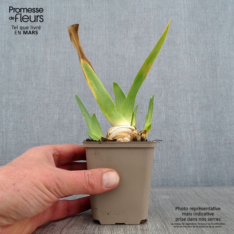 Exemplar von Iris La part des Anges - Schwertlilie Kleine Töpfe von 8/9 cm wie im Winter geliefert