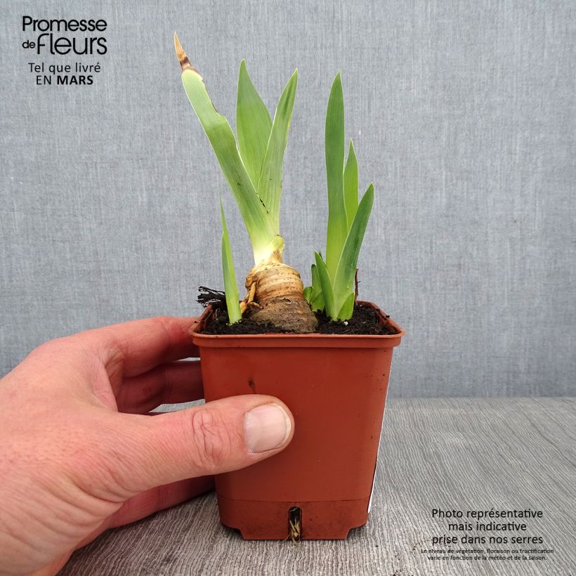 Exemplar von Iris Mariposa Autumn - Schwertlilie Kleine Töpfe von 8/9 cm wie im Winter geliefert