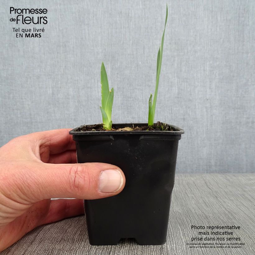 Exemplar von Iris Marron Chaud - Schwertlilie Kleine Töpfe von 8/9 cm wie im Winter geliefert