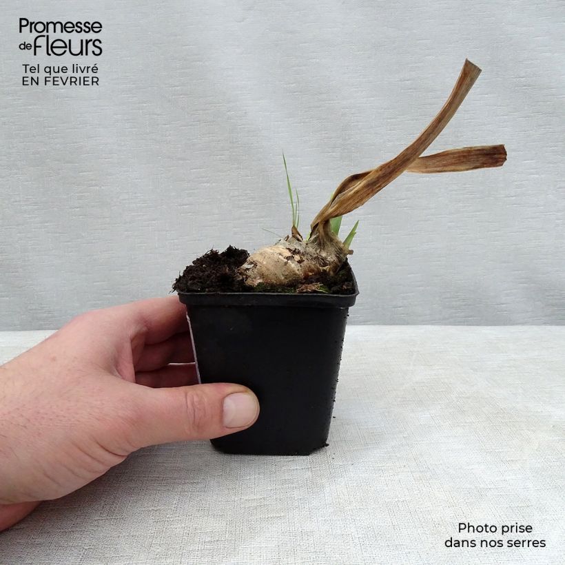 Exemplar von Iris Mary Frances - Schwertlilie Kleine Töpfe von 8/9 cm wie im Winter geliefert