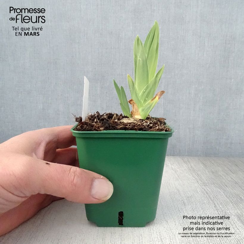 Exemplar von Iris Night Edition - Schwertlilie Kleine Töpfe von 8/9 cm wie im Frühjahr geliefert