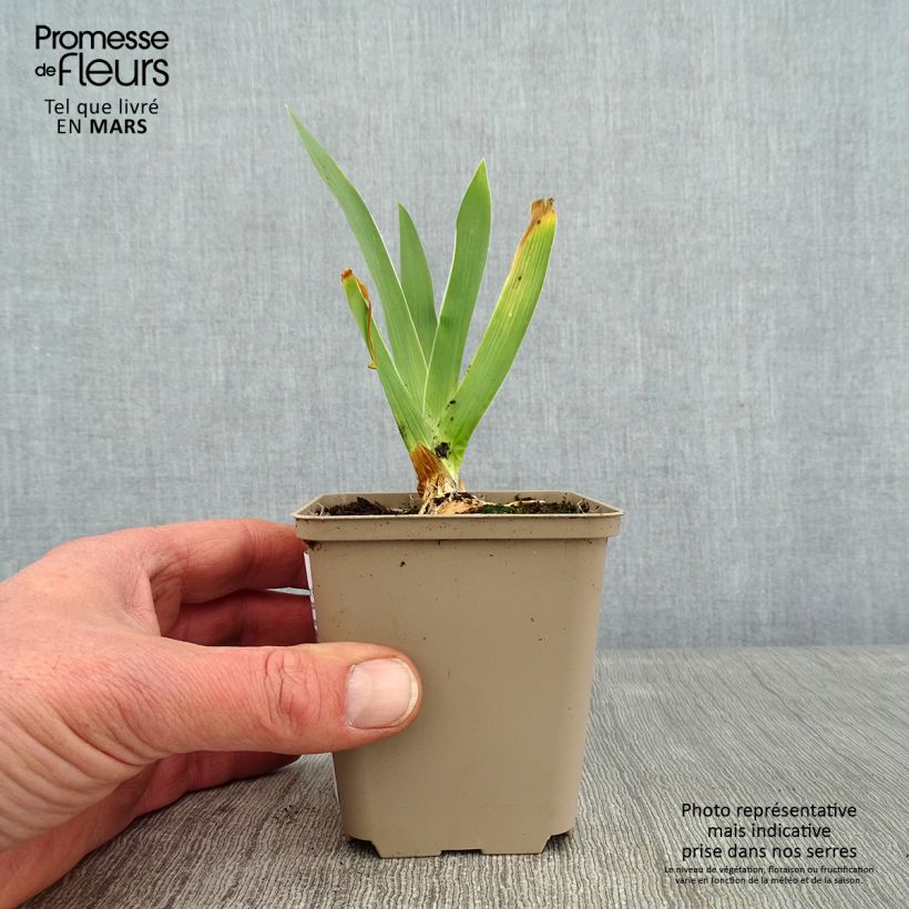 Exemplar von Iris Night Edition - Schwertlilie Kleine Töpfe von 8/9 cm wie im Winter geliefert