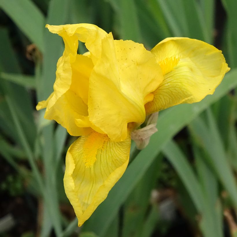 Iris Ola Kala - Schwertlilie (Blüte)