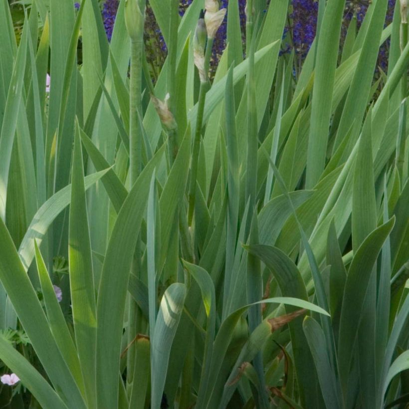 Iris Old Black Magic - Schwertlilie (Laub)
