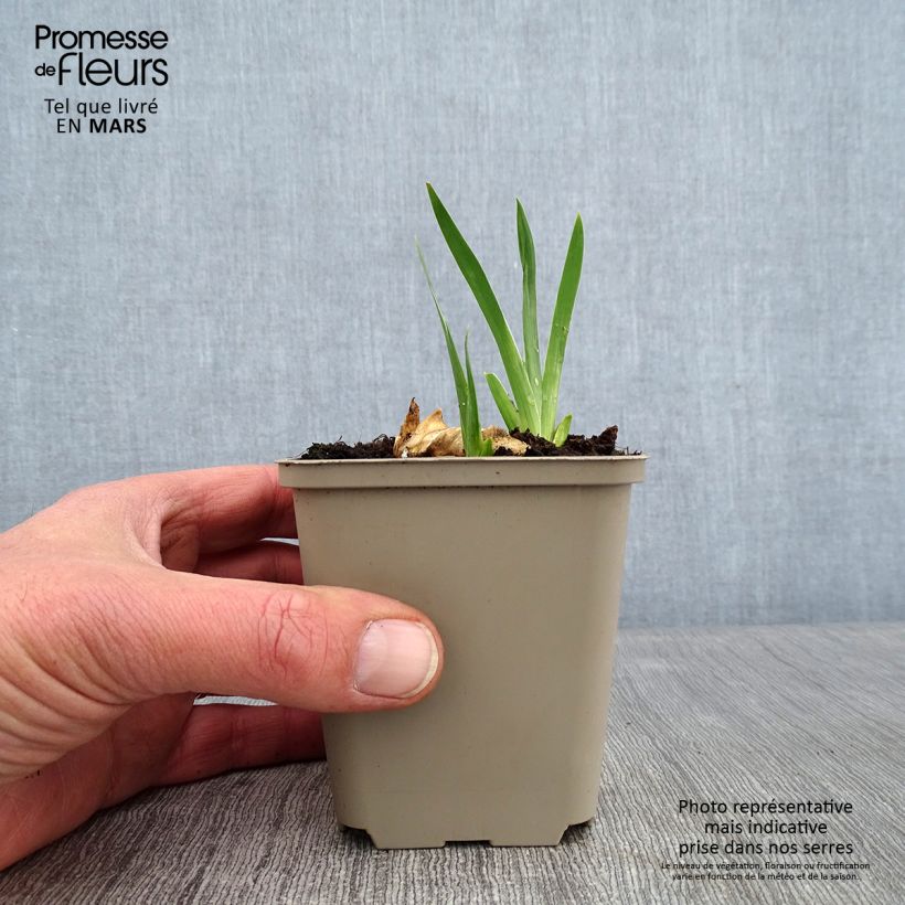 Exemplar von Iris Plaisantin - Schwertlilie Kleine Töpfe von 8/9 cm wie im Winter geliefert