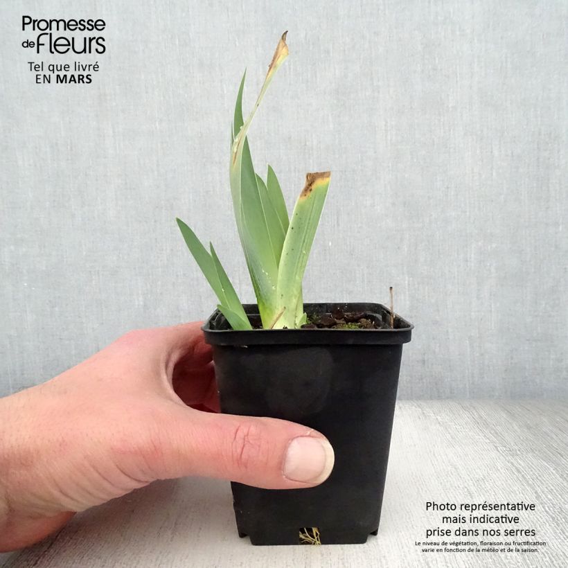 Exemplar von Iris Raspberry Silk - Schwertlilie Kleine Töpfe von 8/9 cm wie im Frühjahr geliefert