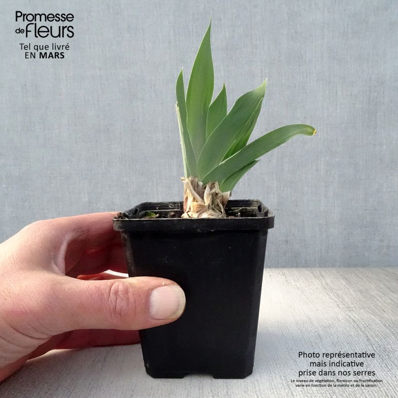 Exemplar von Iris Red Orchid - Schwertlilie Kleine Töpfe von 8/9 cm wie im Frühjahr geliefert