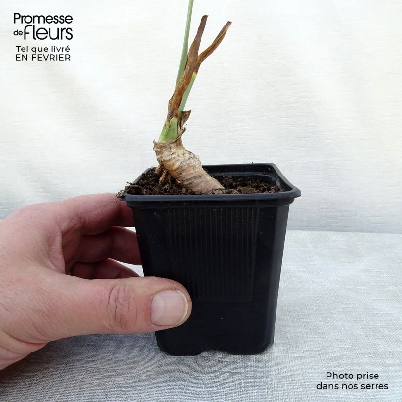 Exemplar von Iris Rosalie Figge - Schwertlilie Kleine Töpfe von 8/9 cm wie im Winter geliefert